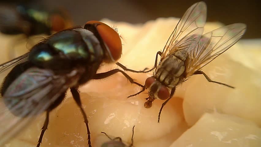 How to get rid of flies in your Home