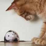 how-to-Get-Rid-Of-Mice